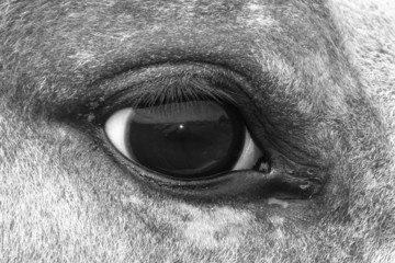 Horse eye macro