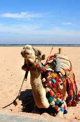 Camel in beach of Egypt