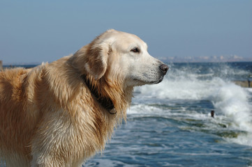 Portrait of golden retriever dog at the sea
