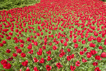 Red Tulip garden