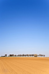 Fototapeta premium freshly ploughed acre with row of trees
