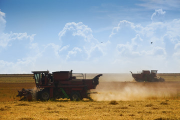 Fototapeta premium Harvest time