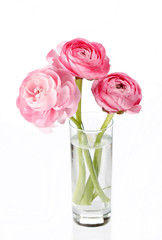 Fototapeta premium pink Ranunculus.