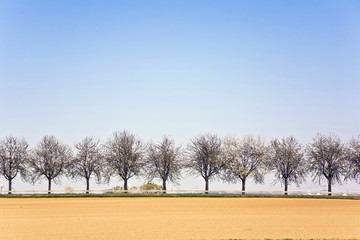 freshly ploughed acre with row of trees
