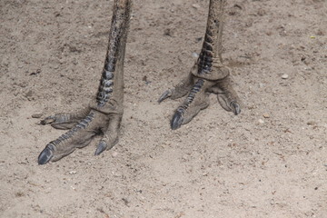 Straußenvogel in Nahaufnahme