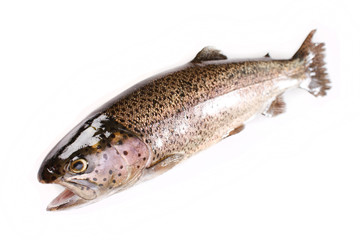 Trout fish isolated on white