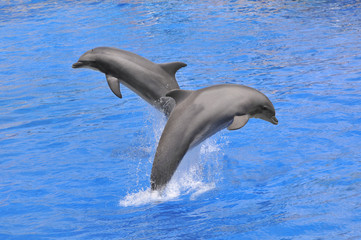 Deux dauphins sautant au dessus de l'eau