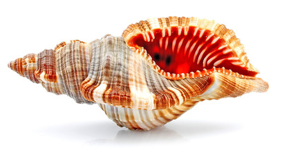 Cockleshell