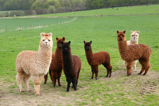 Alpakas
