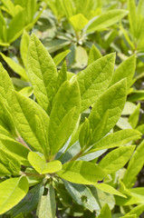 新緑のつつじの葉