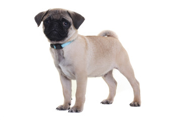 Fototapeta premium Mops