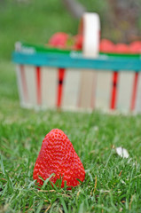 une fraise et son panier