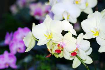 Vibrant white tropical orchid flower