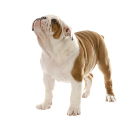 Obraz premium english bulldog puppy