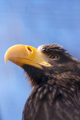Steller's sea eagle.