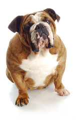 english bulldog
