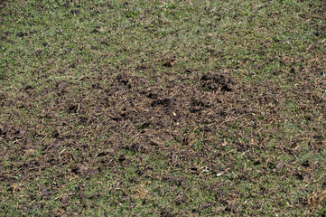 letame concime prato