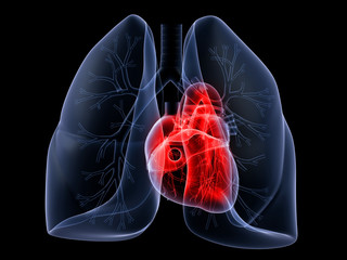 Lungen und Herz - obrazy, fototapety, plakaty