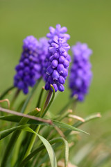 Purple flowers