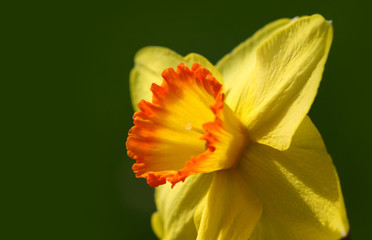 Obraz na płótnie Canvas Yellow Daffodil flower