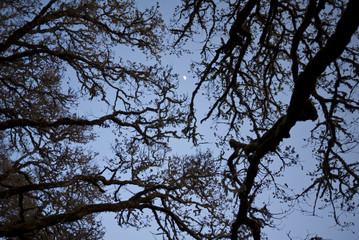 Fototapeta na wymiar Oak branches in silhouette