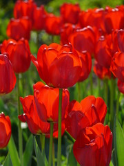 Rote Tulpen