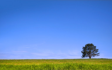 Single tree on a green meadow