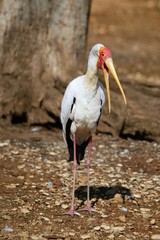African Yellowbilled Stork Tantalo, Mycteria ibis bird, nature