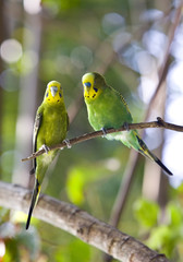 Budgerigars  on branch