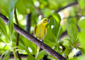 Budgerigar  on branch