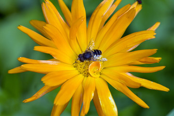 Bee on  flower