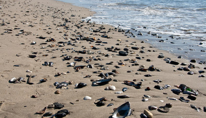 Fototapeta na wymiar Shells on beach