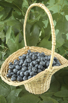 Wide wicker basket with handle filled with blueberries.