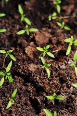 sprout of tomato