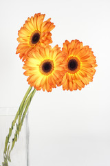 Three gerbera