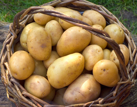 Kartoffelkorb im Garten