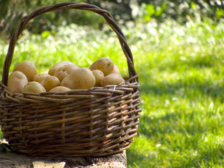 Ein voller Korb mit Kartoffeln