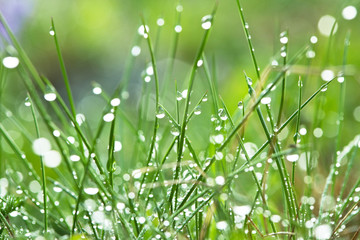 Fototapeta premium Wet grass