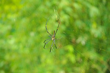 Spinne