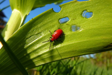 Lilienhähnchen © Michael Rogner