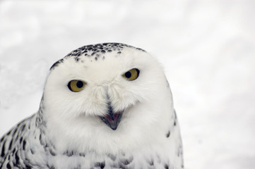 Snowy owl laughs.