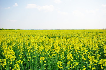 Fototapeta premium primavera bulgara