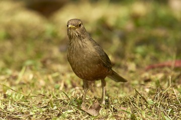 Rotbauch-Drossel - Turdus rufiventris