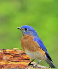 Eastern Bluebird
