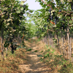 path in a vineyard