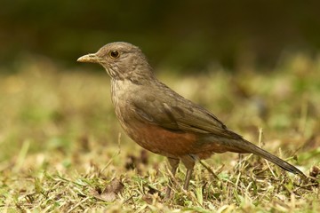 Fototapeta premium Rotbauch-Drossel - Turdus rufiventris