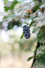 blue grape branch in a vineyard