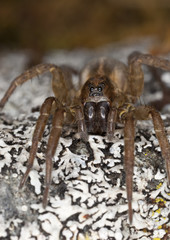 Hunting spider on rock. Macro photo.