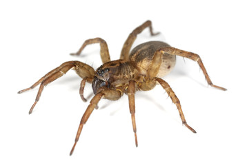 Hunting spider isolated on white background. Macro photo.