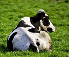 Vache paisible assise dans l'herbe
